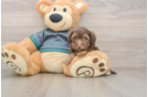 Best Yorkie Poo Baby