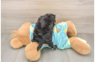 Playful Yo Yo Poo Poodle Mix Puppy