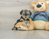 6 week old Yorkie Poo Puppy For Sale - Simply Southern Pups