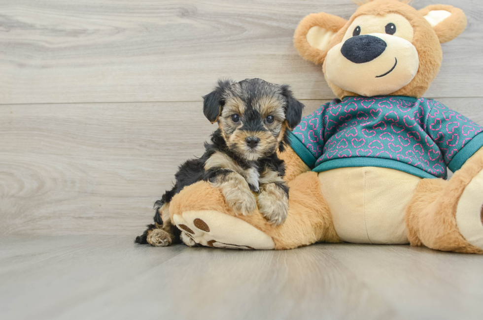 6 week old Yorkie Poo Puppy For Sale - Simply Southern Pups