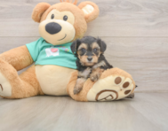 9 week old Yorkie Poo Puppy For Sale - Simply Southern Pups