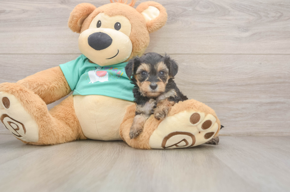 6 week old Yorkie Poo Puppy For Sale - Simply Southern Pups