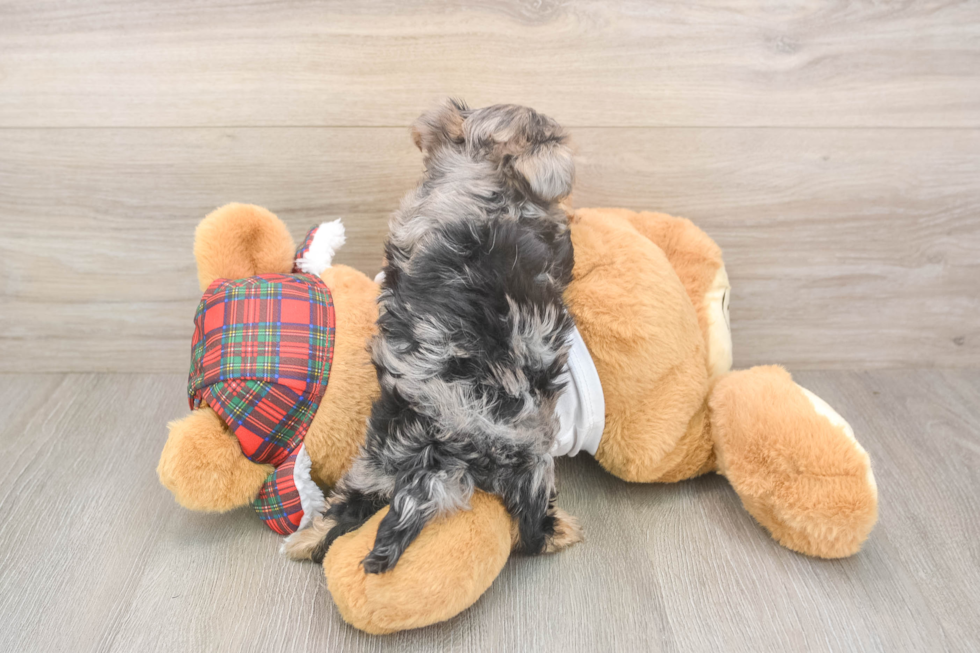 Best Yorkie Poo Baby