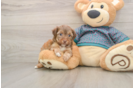 Funny Yorkie Poo Poodle Mix Pup