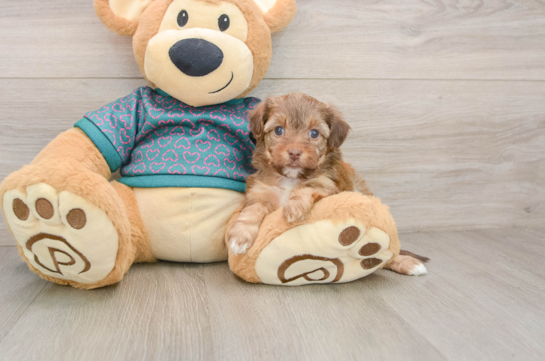 Best Yorkie Poo Baby