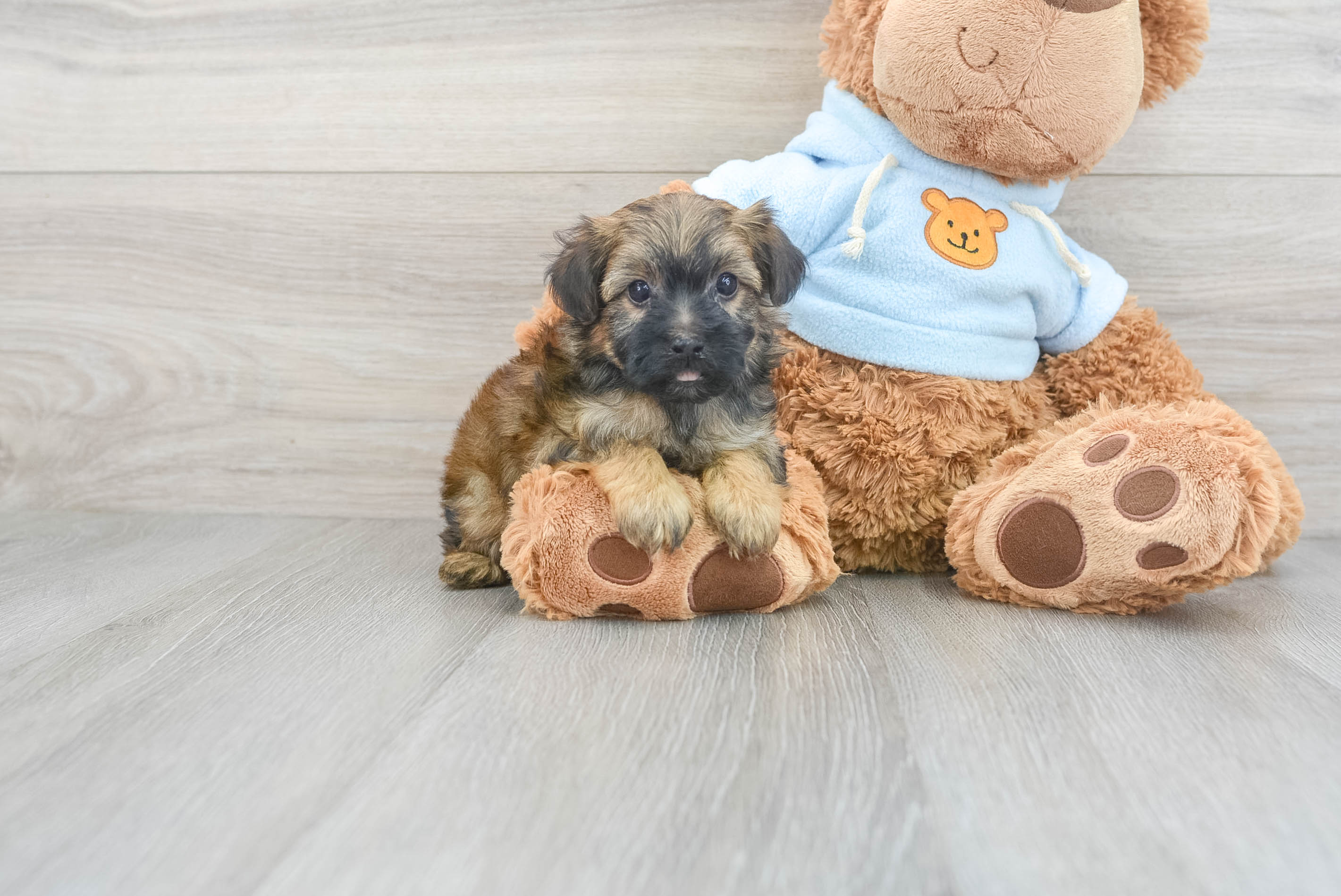 Newborn best sale yorkie poo