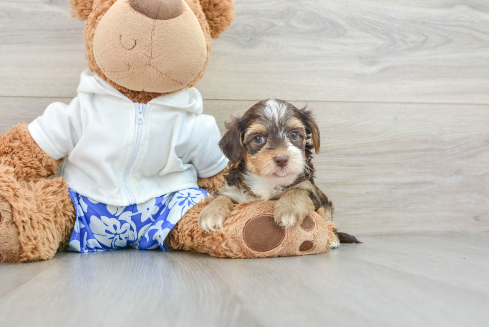 Happy Yorkie Poo Baby