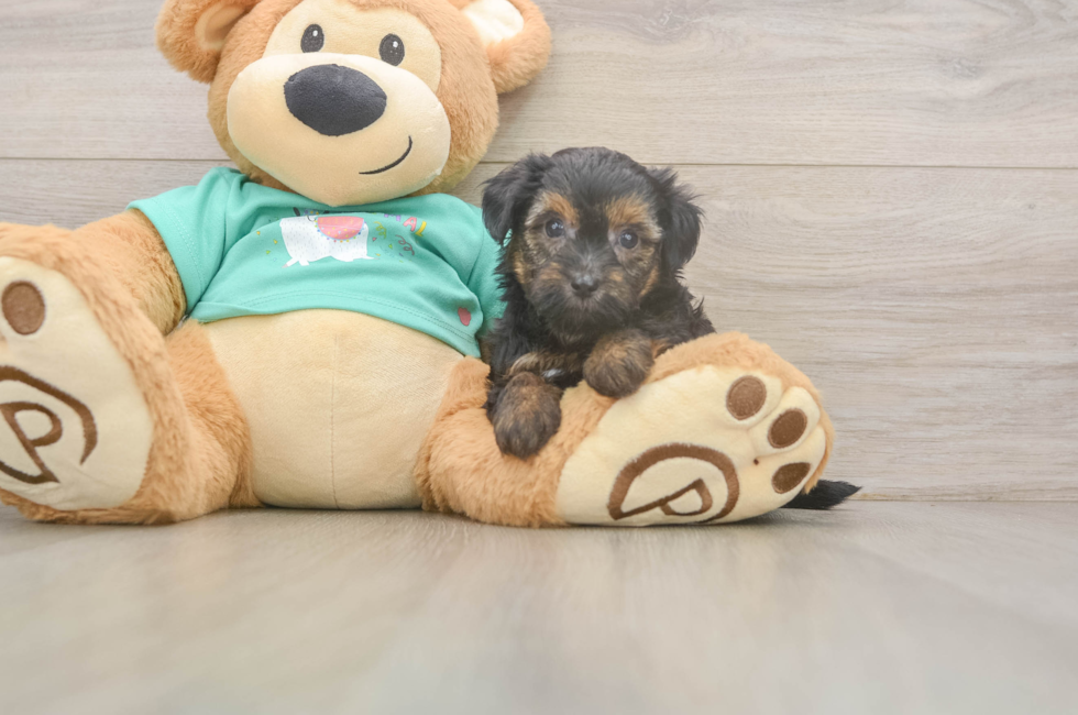 6 week old Yorkie Poo Puppy For Sale - Simply Southern Pups