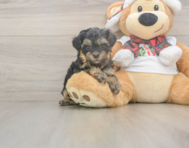 8 week old Yorkie Poo Puppy For Sale - Simply Southern Pups
