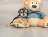 8 week old Yorkie Poo Puppy For Sale - Simply Southern Pups