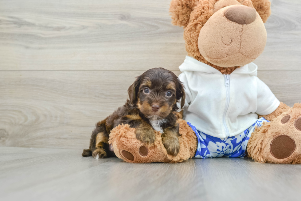 Yorkie Poo Pup Being Cute