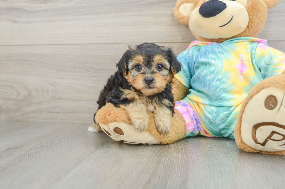 6 week old Yorkie Poo Puppy For Sale - Simply Southern Pups