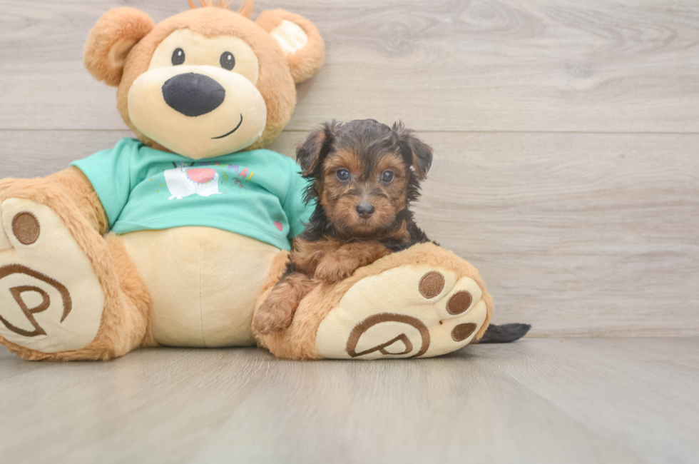 6 week old Yorkie Poo Puppy For Sale - Simply Southern Pups