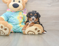 8 week old Yorkie Poo Puppy For Sale - Simply Southern Pups