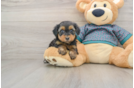 Yorkie Poo Puppy for Adoption