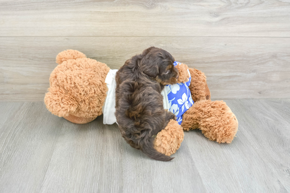 Friendly Yorkie Poo Baby