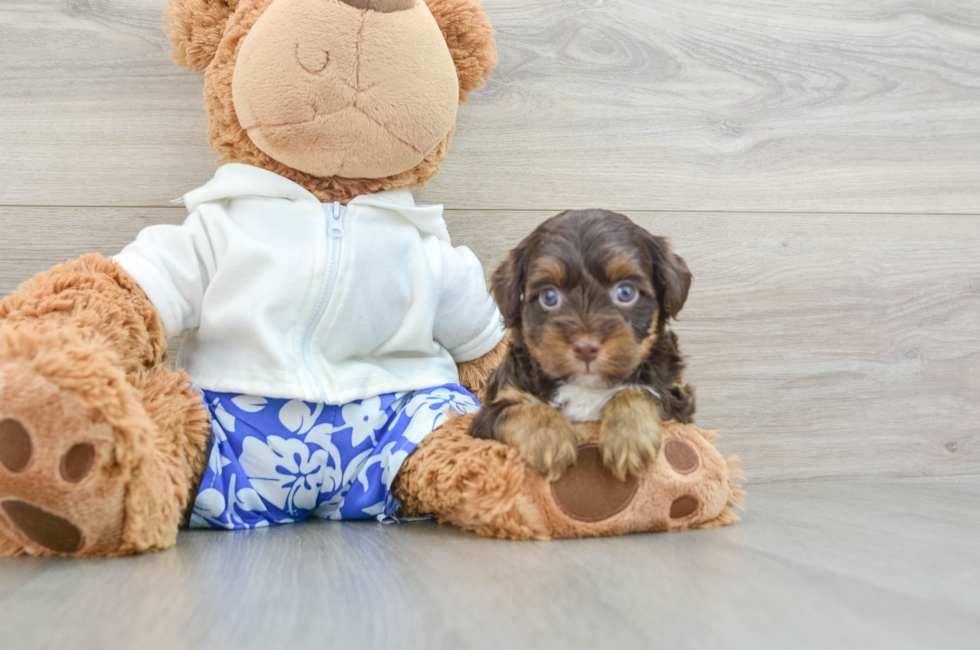 5 week old Yorkie Poo Puppy For Sale - Simply Southern Pups