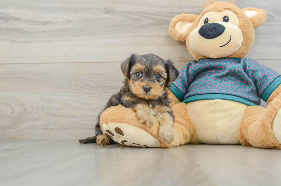 6 week old Yorkie Poo Puppy For Sale - Simply Southern Pups
