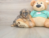 8 week old Yorkie Poo Puppy For Sale - Simply Southern Pups