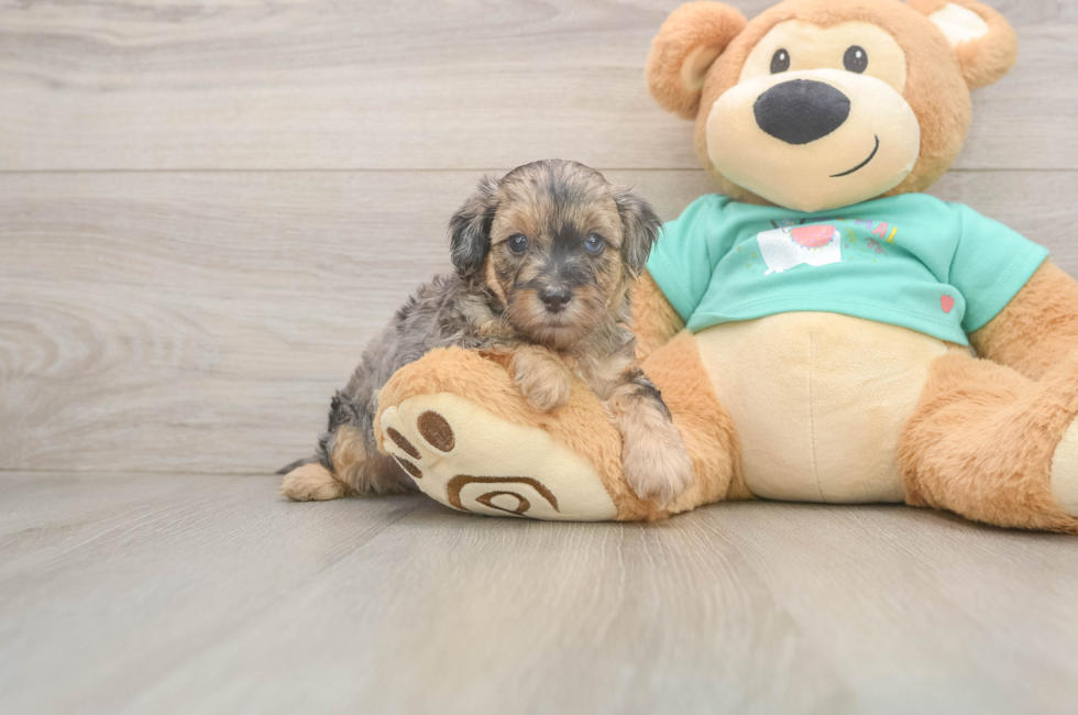 6 week old Yorkie Poo Puppy For Sale - Simply Southern Pups