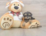 9 week old Yorkie Poo Puppy For Sale - Simply Southern Pups