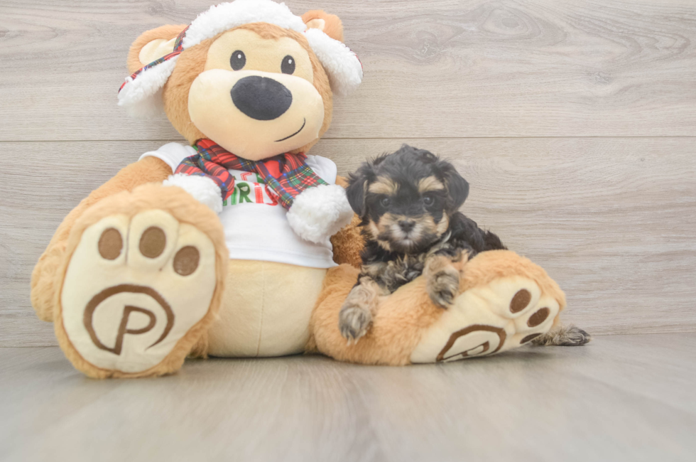 5 week old Yorkie Poo Puppy For Sale - Simply Southern Pups