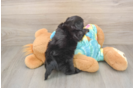 Happy Yorkie Poo Baby