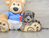 7 week old Yorkie Poo Puppy For Sale - Simply Southern Pups