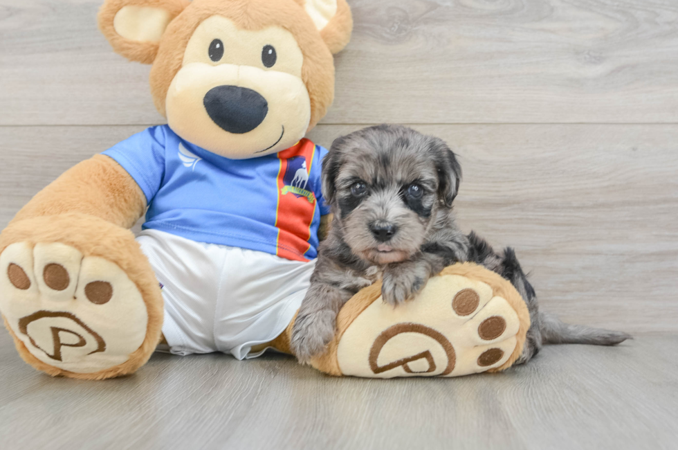 5 week old Yorkie Poo Puppy For Sale - Simply Southern Pups