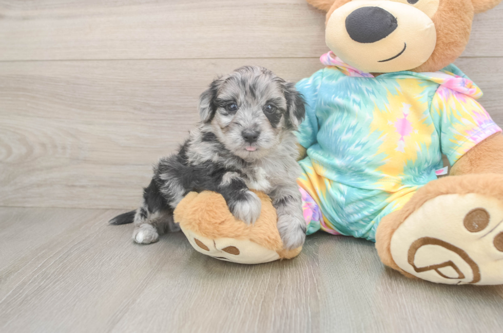 5 week old Yorkie Poo Puppy For Sale - Simply Southern Pups