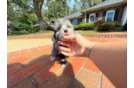 Yorkie Poo Puppy for Adoption