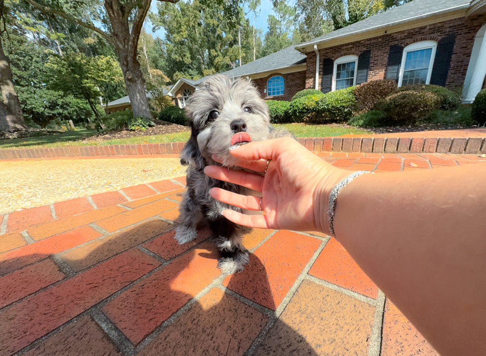 Yorkie Poo Puppy for Adoption