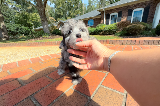 Yorkie Poo Puppy for Adoption
