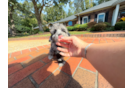 Yorkie Poo Pup Being Cute