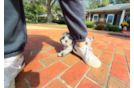 Yorkie Poo Puppy for Adoption
