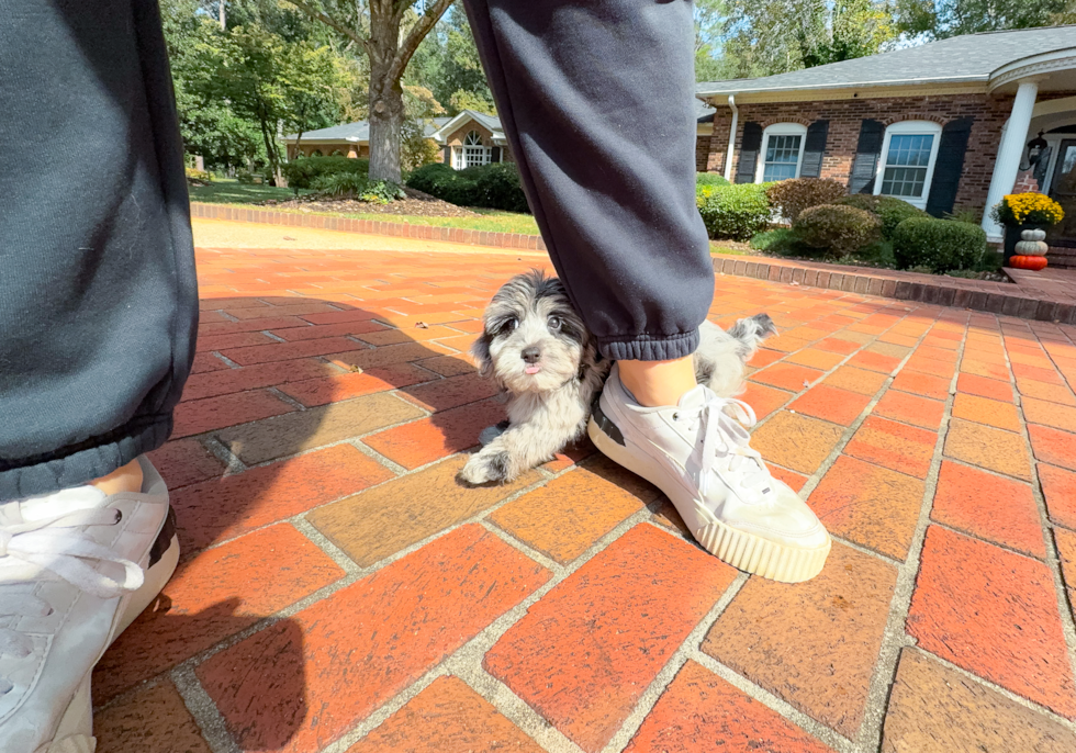 Yorkie Poo Puppy for Adoption