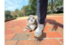 Cute Yorkie Poo Poodle Mix Pup