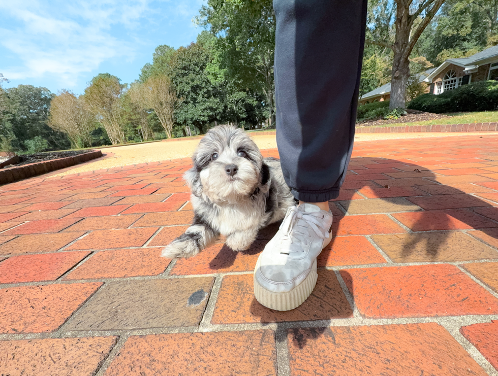 Cute Yorkie Poo Poodle Mix Pup