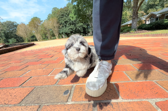 Cute Yorkie Poo Poodle Mix Pup