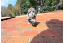 Cute Yo Yo Poo Poodle Mix Puppy