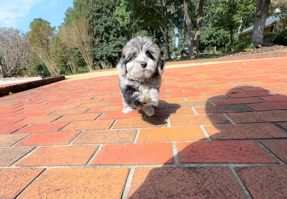 Cute Yo Yo Poo Poodle Mix Puppy