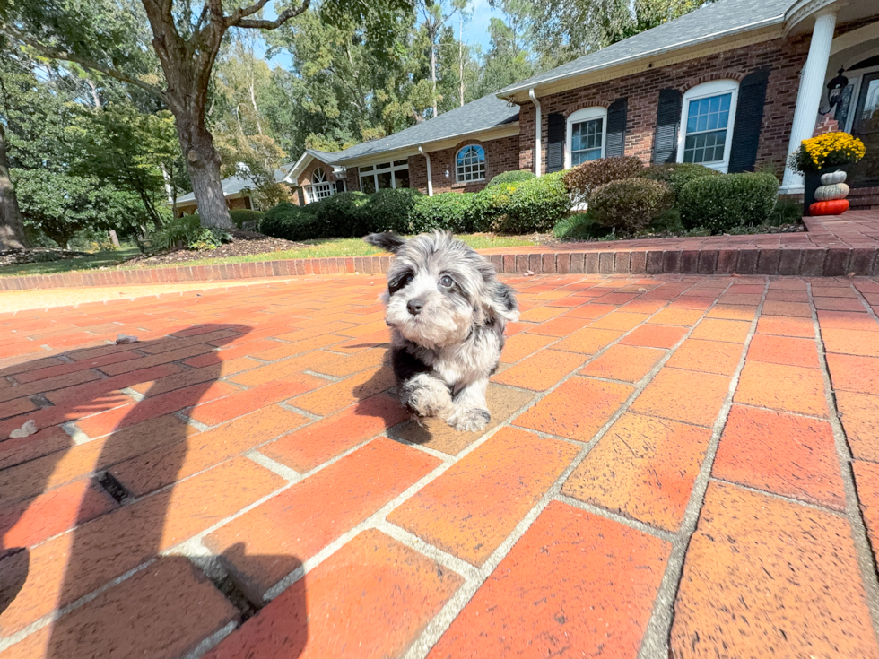 Yorkie Poo Pup Being Cute