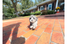 Cute Yorkiedoodle Poodle Mix Puppy