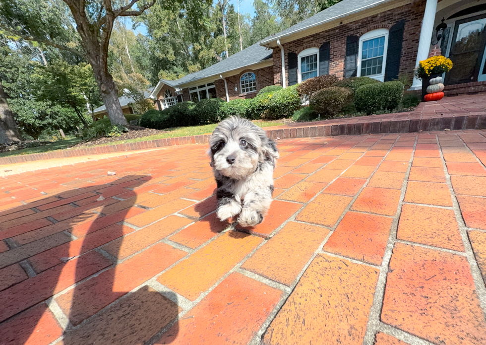 Cute Yorkiedoodle Poodle Mix Puppy