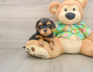 7 week old Yorkie Poo Puppy For Sale - Simply Southern Pups