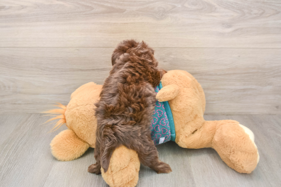 Friendly Yorkie Poo Baby