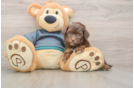 Small Yorkie Poo Baby