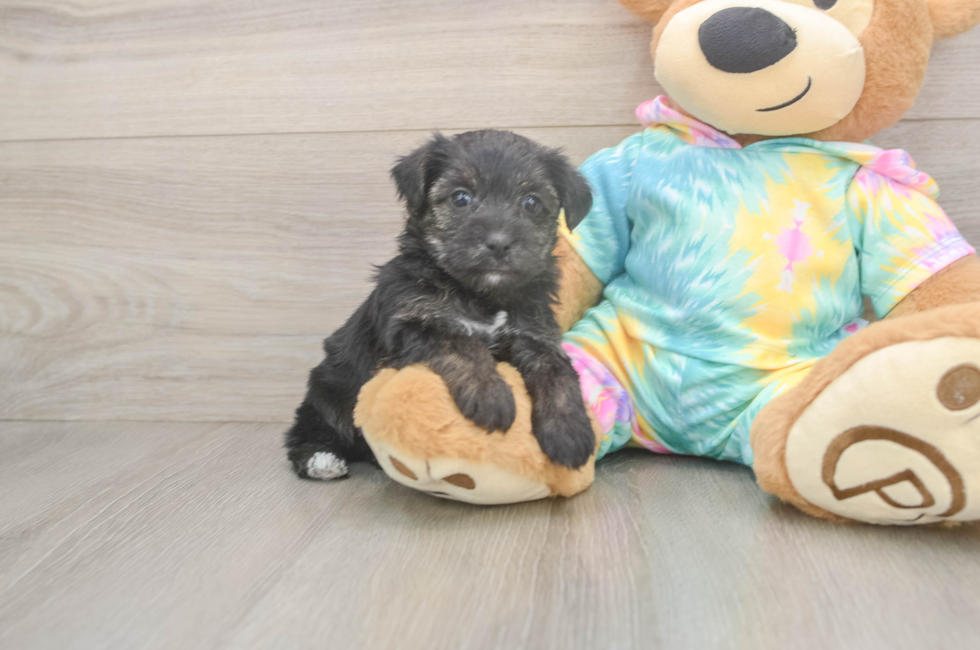 5 week old Yorkie Poo Puppy For Sale - Simply Southern Pups