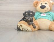 7 week old Yorkie Poo Puppy For Sale - Simply Southern Pups