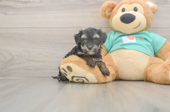 5 week old Yorkie Poo Puppy For Sale - Simply Southern Pups Best Yorkie Poo Baby
